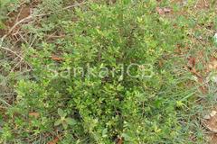 Toddalia asiatica var. gracilis